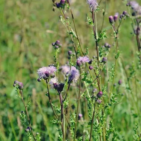 La Petite Reuleau - Champetre 